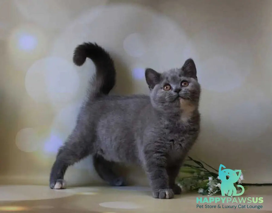 Yashma British Shorthair female blue tortie - live animals