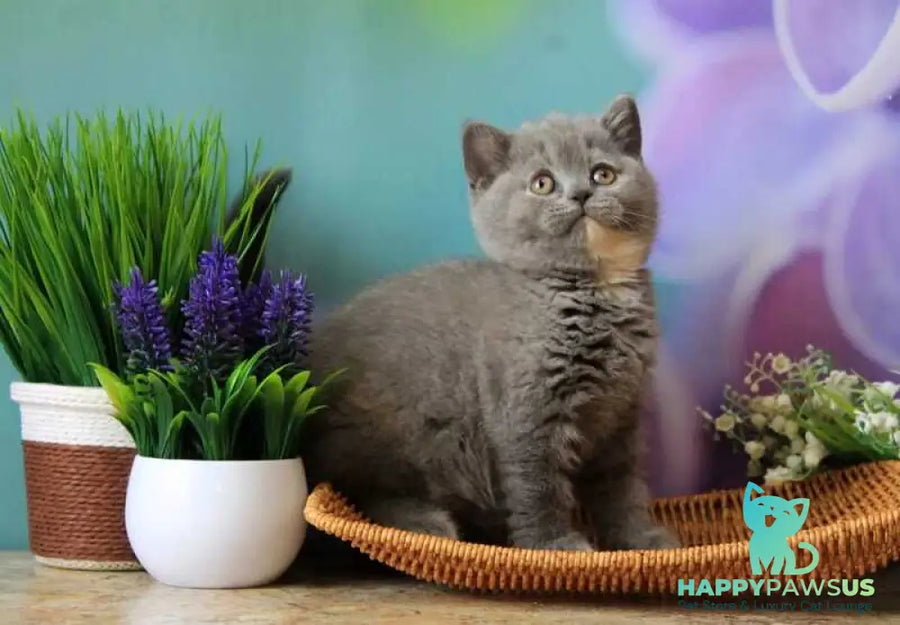 Yashma British Shorthair female blue tortie - live animals