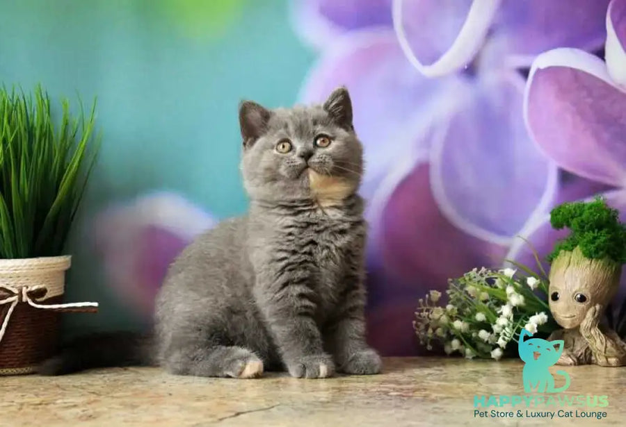 Yashma British Shorthair female blue tortie - live animals