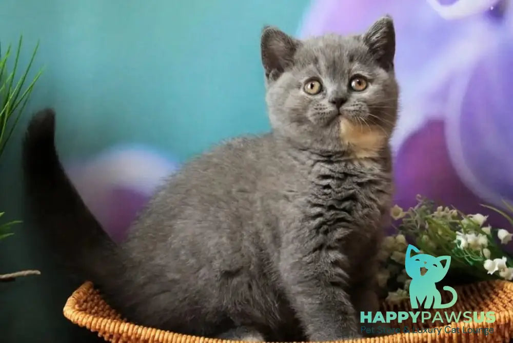 Yashma British Shorthair female blue tortie - live animals
