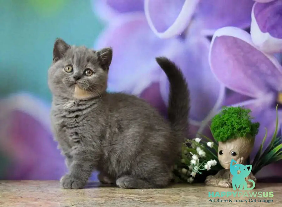 Yashma British Shorthair female blue tortie - live animals