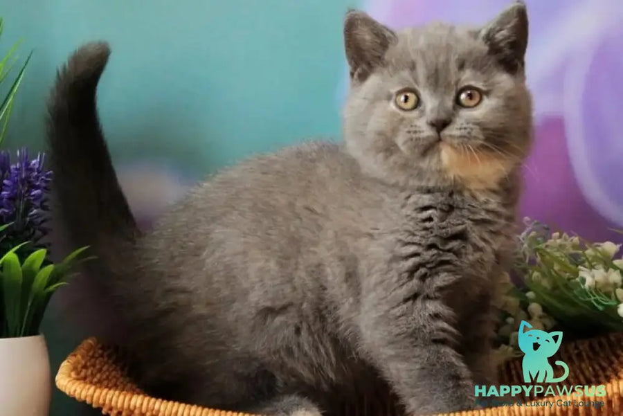 Yashma British Shorthair female blue tortie - live animals