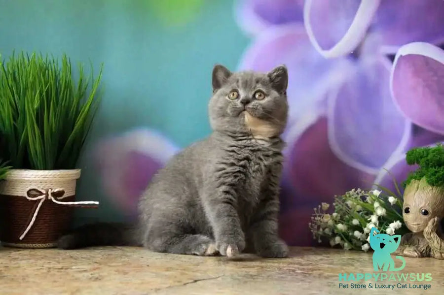 Yashma British Shorthair female blue tortie - live animals