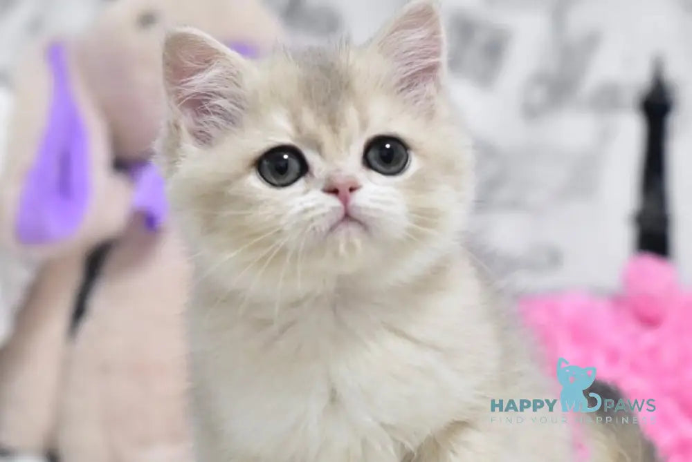 Yasia British Shorthair female blue golden shaded live animals