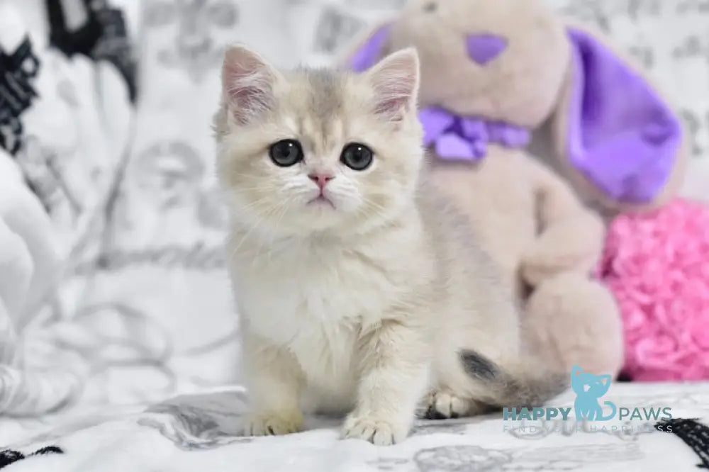 Yasia British Shorthair female blue golden shaded live animals