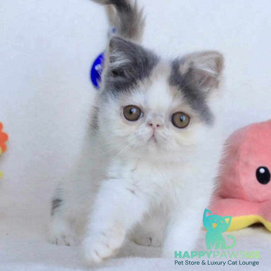Yasia Persian female blue tortie bicolour - live animals