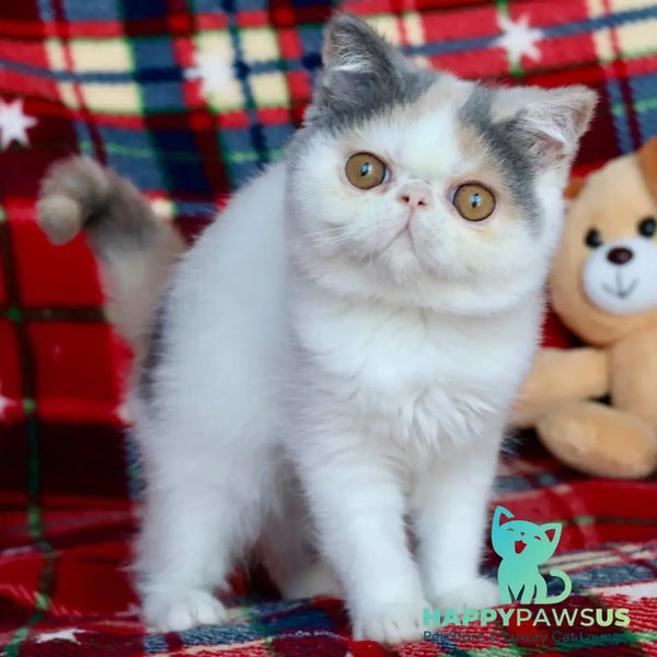 Yasia Exotic female blue tortie bicolour - live animals