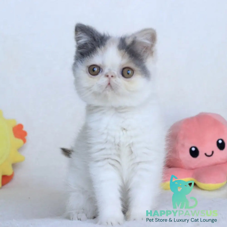 Yasia Persian female blue tortie bicolour - live animals