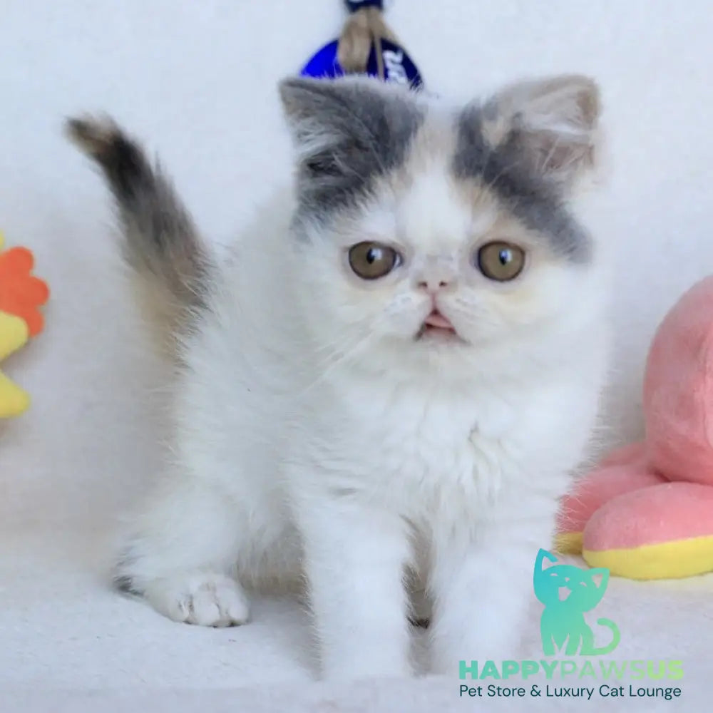 Yasia Persian female blue tortie bicolour - live animals