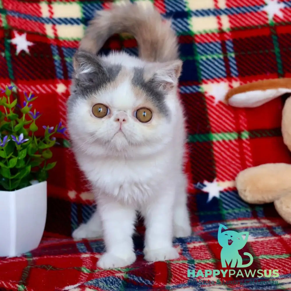 Yasia Exotic female blue tortie bicolour - live animals
