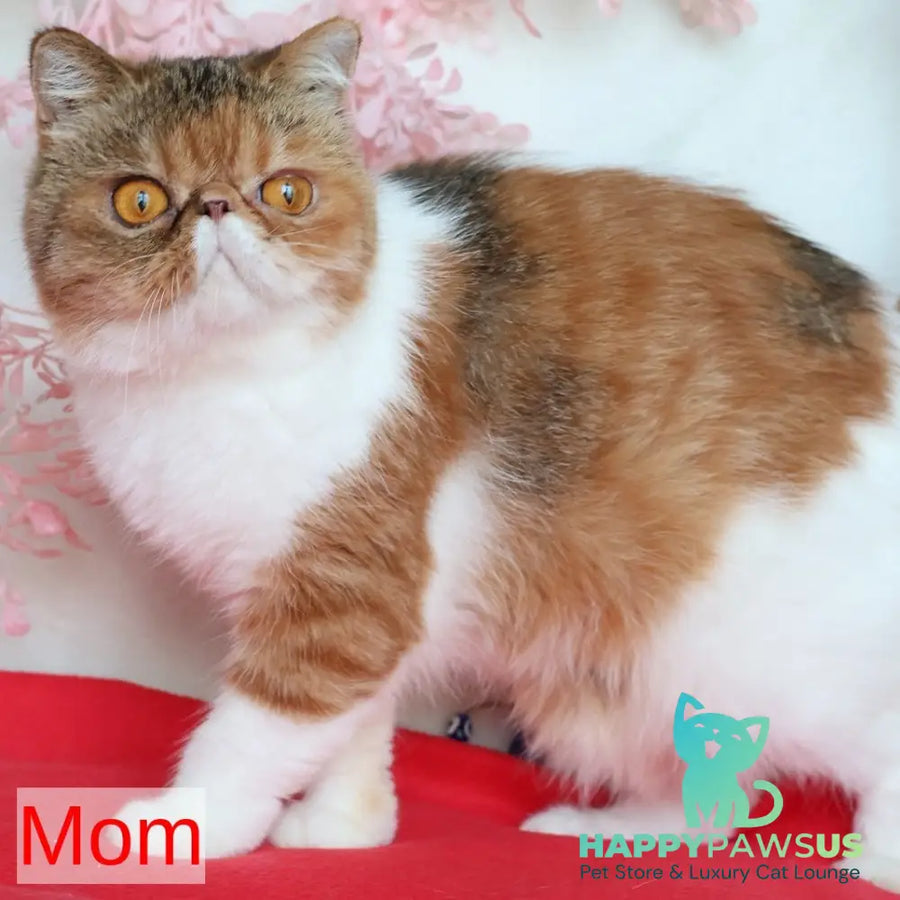 Yasia Persian female blue tortie bicolour - live animals