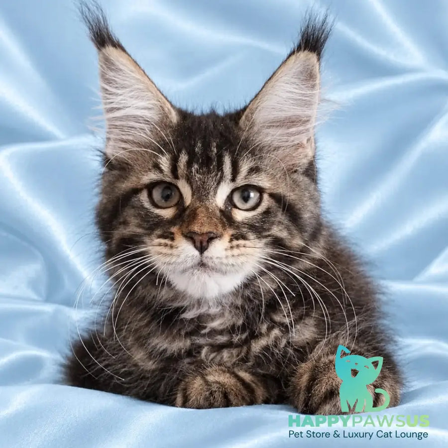 Yasia Maine Coon female black tabby - live animals