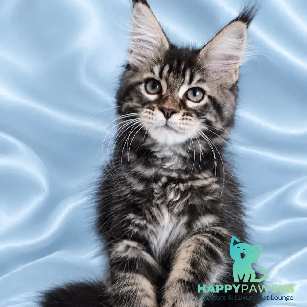 Yasia Maine Coon female black tabby - live animals