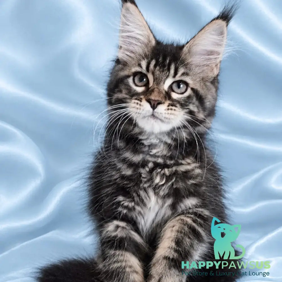 Yasia Maine Coon female black tabby - live animals