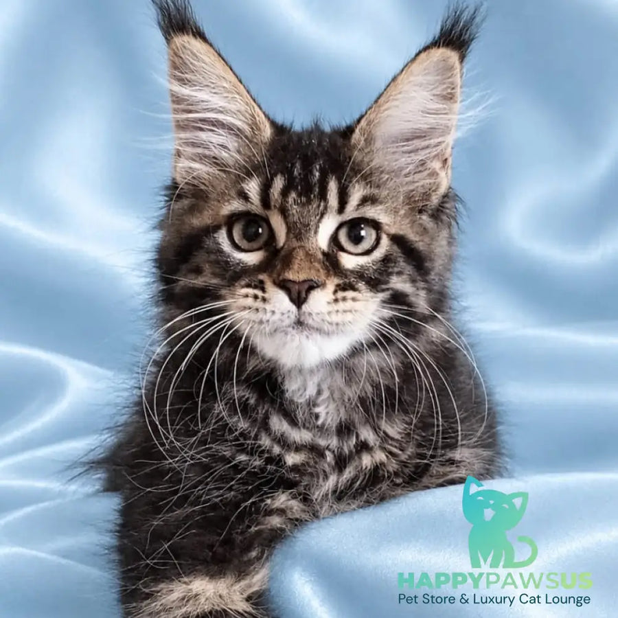 Yasia Maine Coon female black tabby - live animals