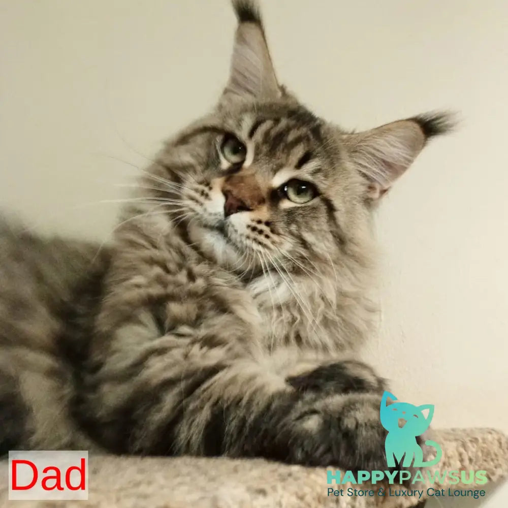 Yasia Maine Coon female black tabby - live animals