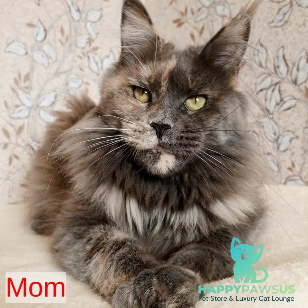 Yasia Maine Coon female black tabby - live animals