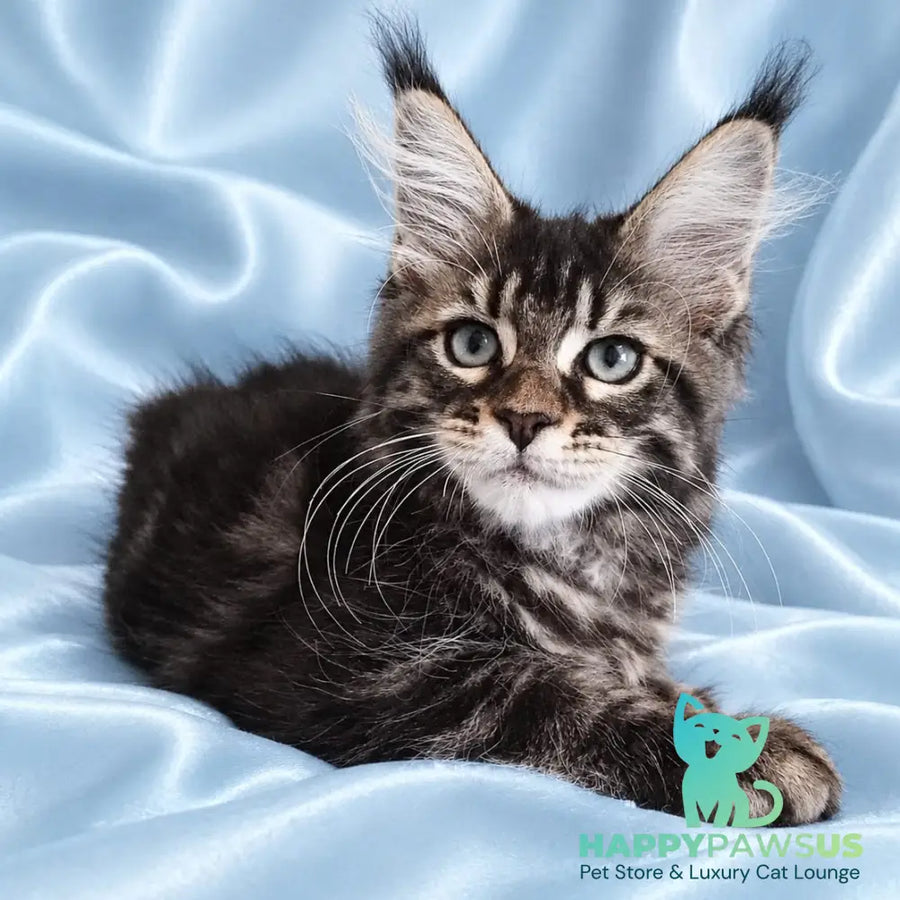 Yasia Maine Coon female black tabby - live animals