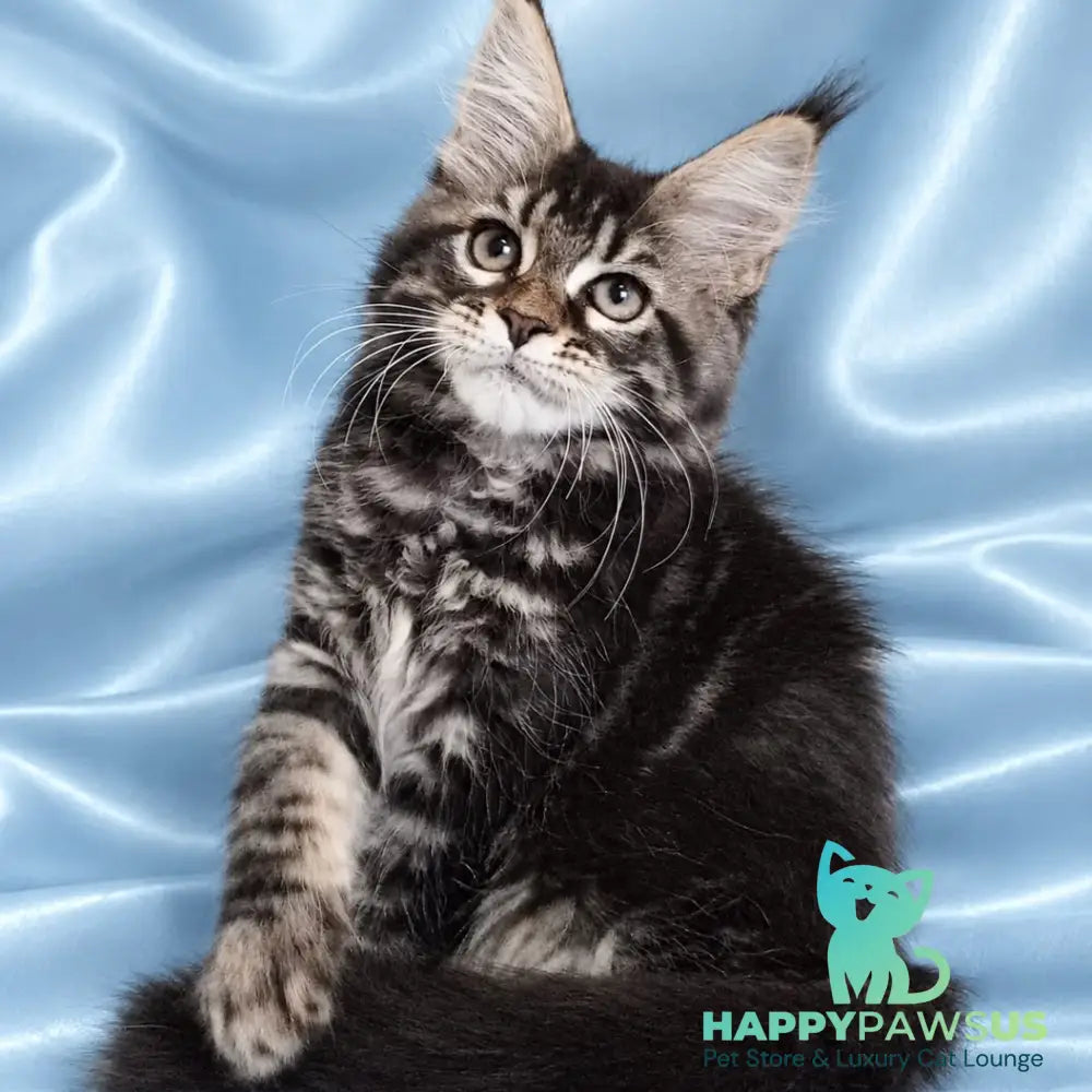 Yasia Maine Coon female black tabby - live animals