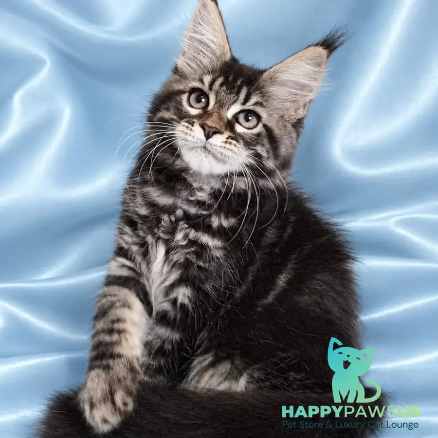 Yasia Maine Coon female black tabby - live animals