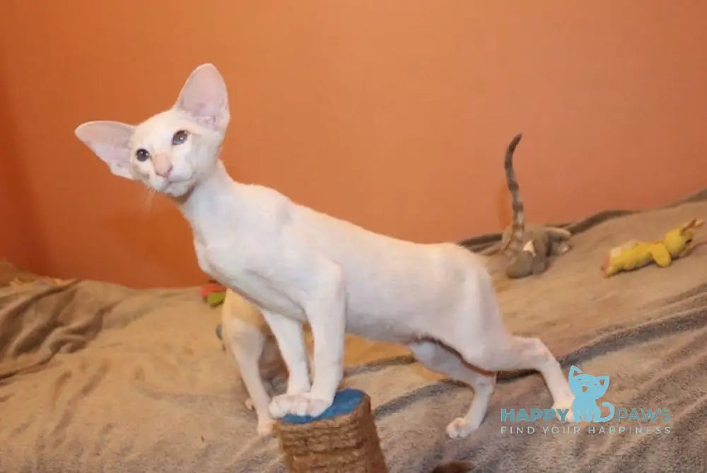 Yasia Oriental Shorthair Female Lilac Bicolour Spotted Tabby Live Animals