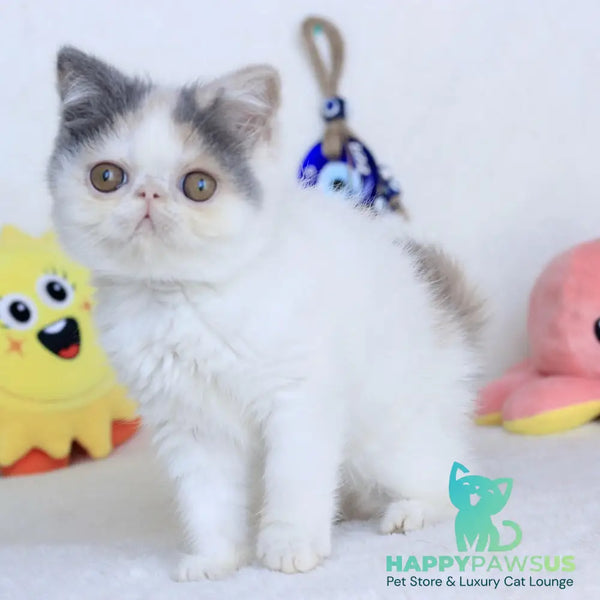 Yasia Persian female blue tortie bicolour - live animals