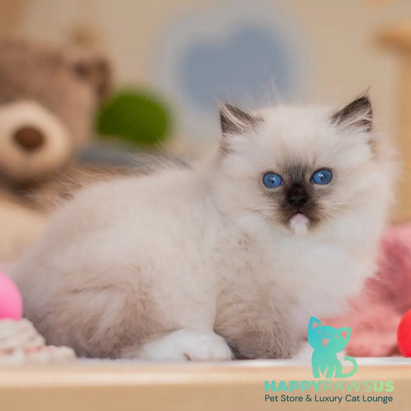 Yasia Ragdoll female blue mitted - live animals