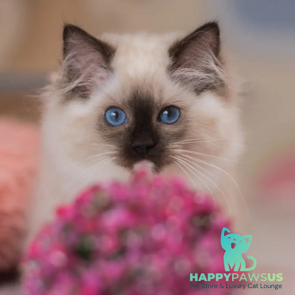 Yasia Ragdoll female blue mitted - live animals