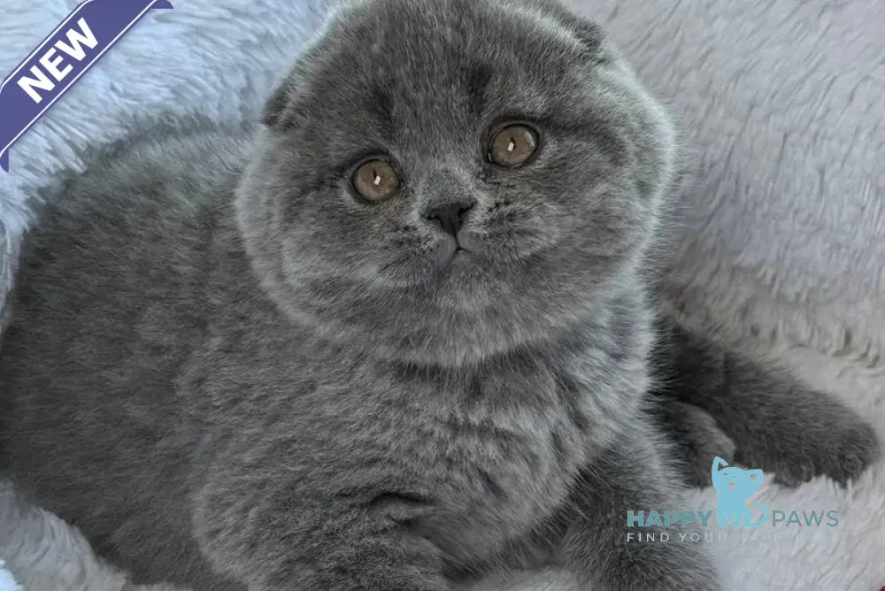 Yasir Scottish Fold male blue