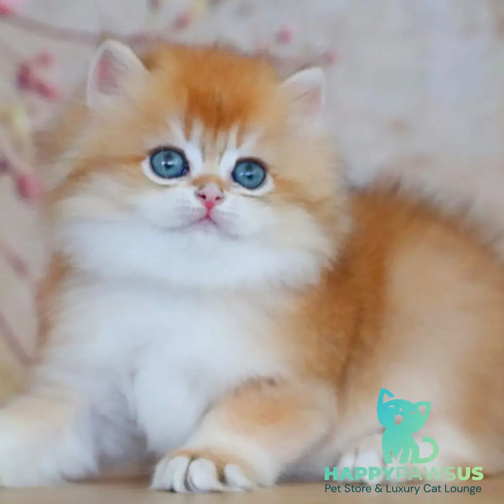 Yasmin British Longhair female black golden shaded - live animals