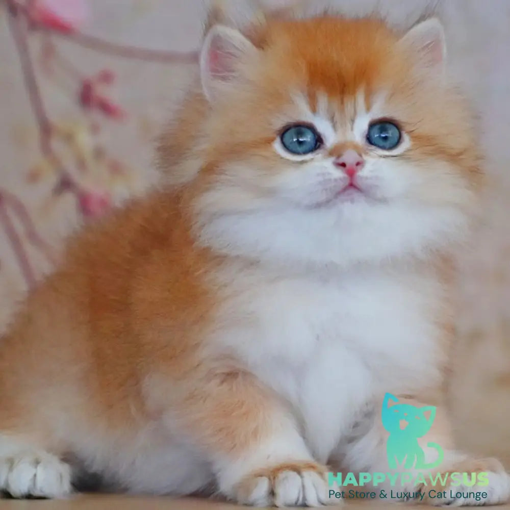 Yasmin British Longhair female black golden shaded - live animals