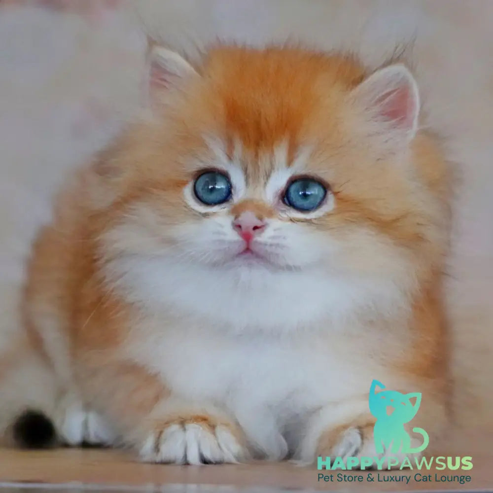 Yasmin British Longhair female black golden shaded - live animals