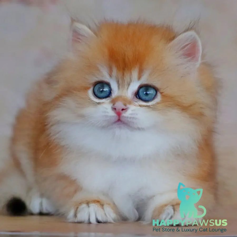 Yasmin British Longhair female black golden shaded - live animals