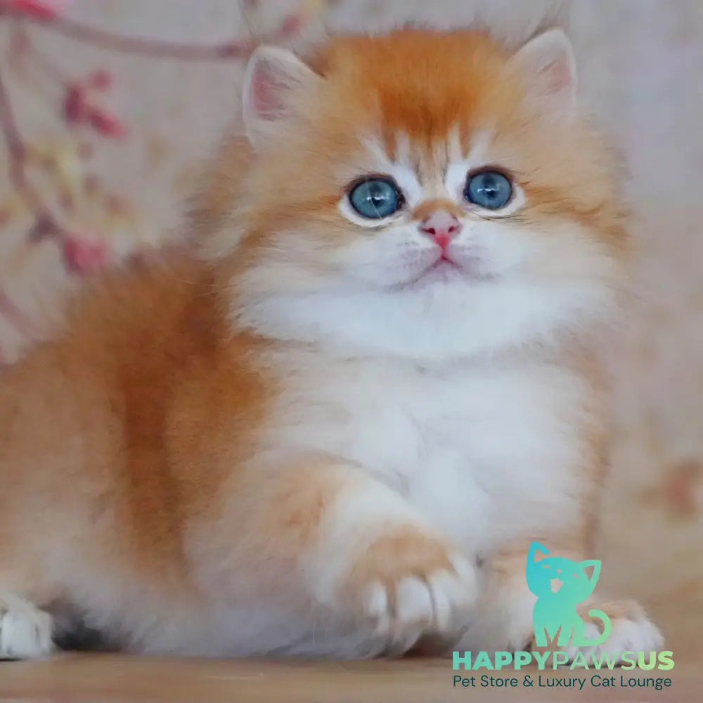 Yasmin British Longhair female black golden shaded - live animals