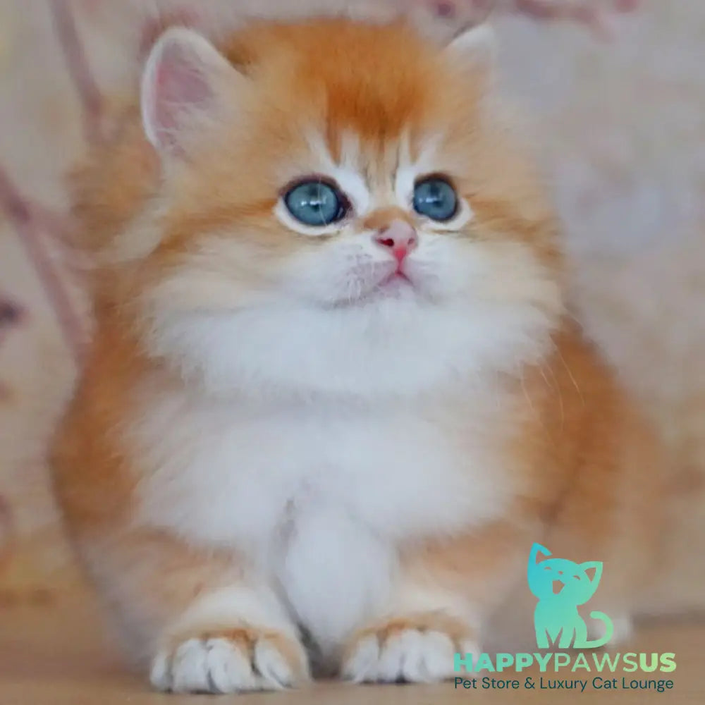Yasmin British Longhair female black golden shaded - live animals
