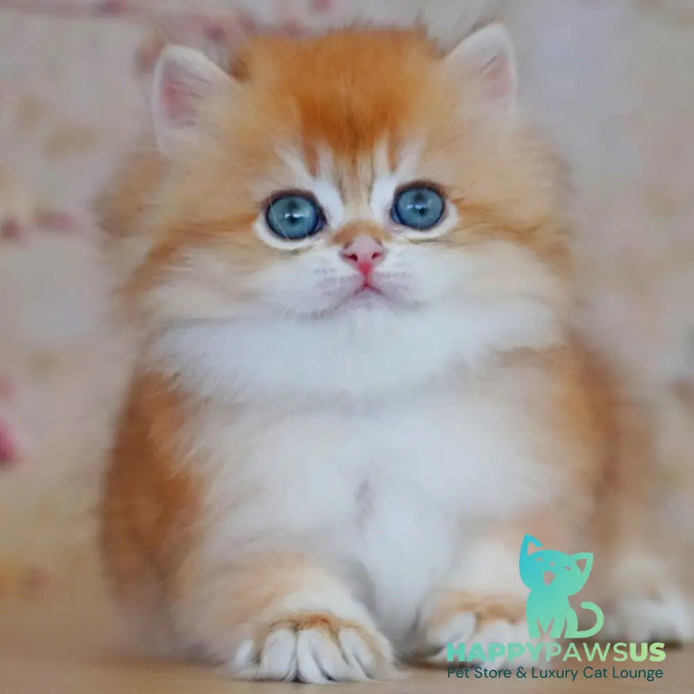 Yasmin British Longhair female black golden shaded - live animals