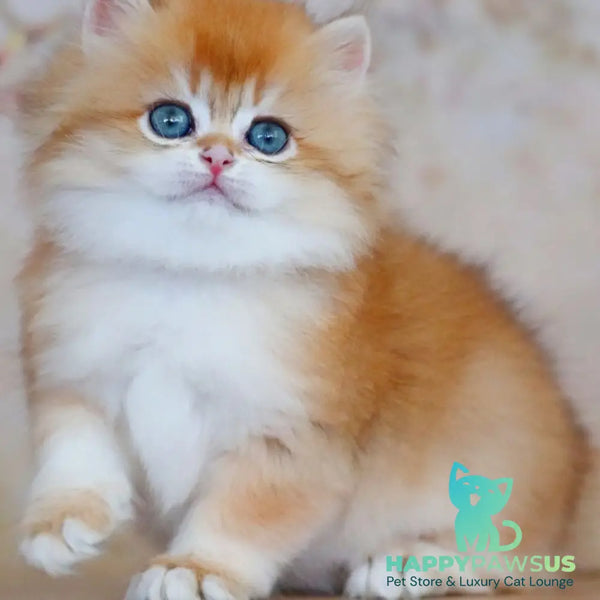 Yasmin British Longhair female black golden shaded - live animals