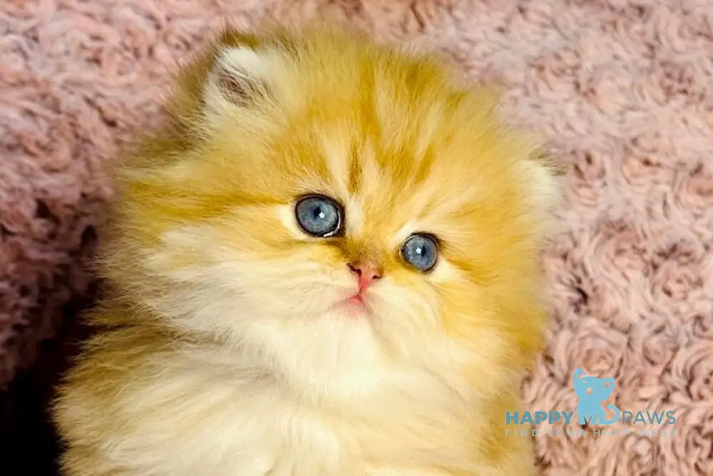 Yasmin British Longhair female chocolate golden shaded with white live animals