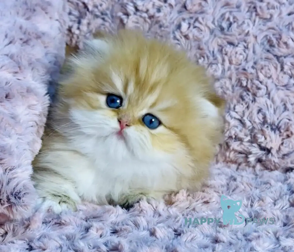 Yasmin British Longhair female chocolate golden shaded with white live animals