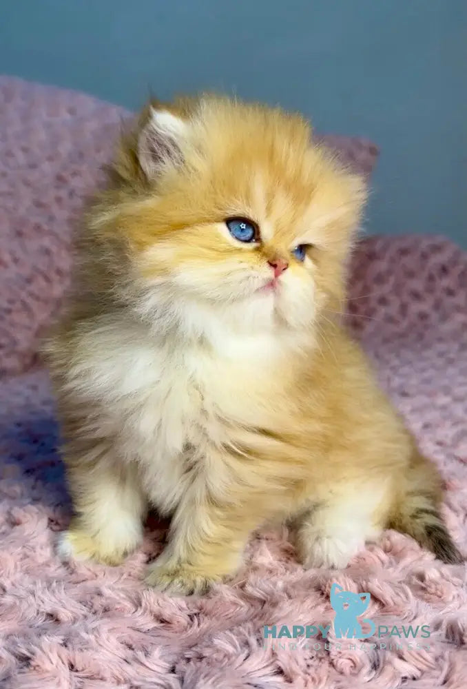 Yasmin British Longhair female chocolate golden shaded with white live animals