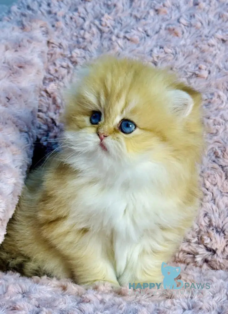 Yasmin British Longhair female chocolate golden shaded with white live animals