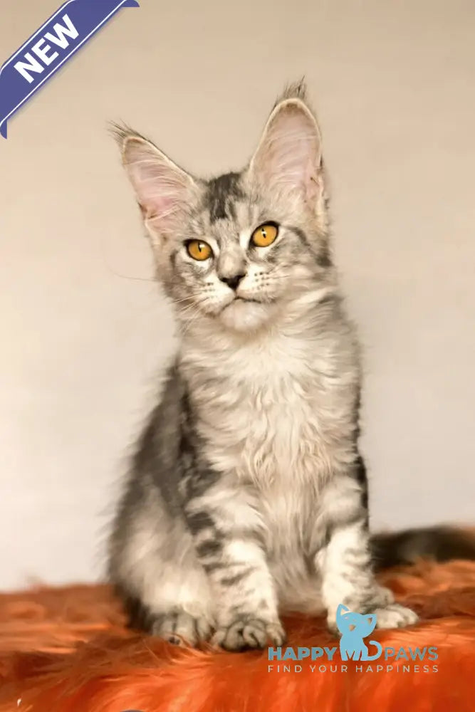 Yasmin Maine Coon female black silver ticked tabby live animals