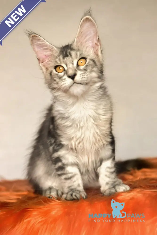 Yasmin Maine Coon female black silver ticked tabby live animals