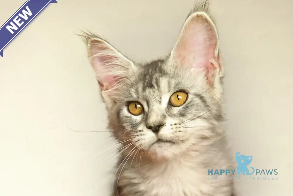 Yasmin Maine Coon female black silver ticked tabby live animals