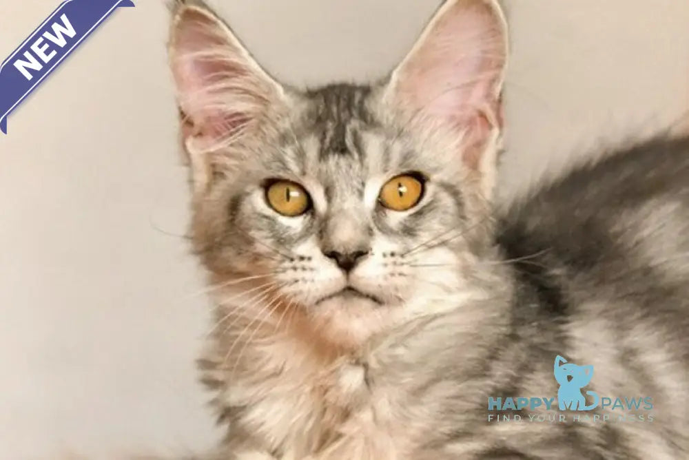 Yasmin Maine Coon female black silver ticked tabby live animals