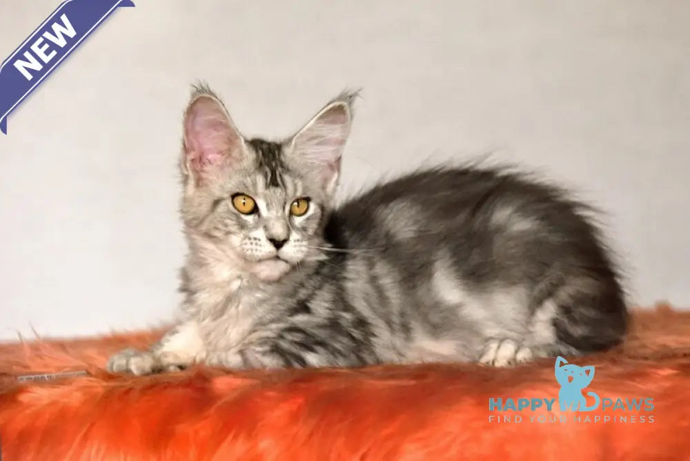 Yasmin Maine Coon female black silver ticked tabby live animals