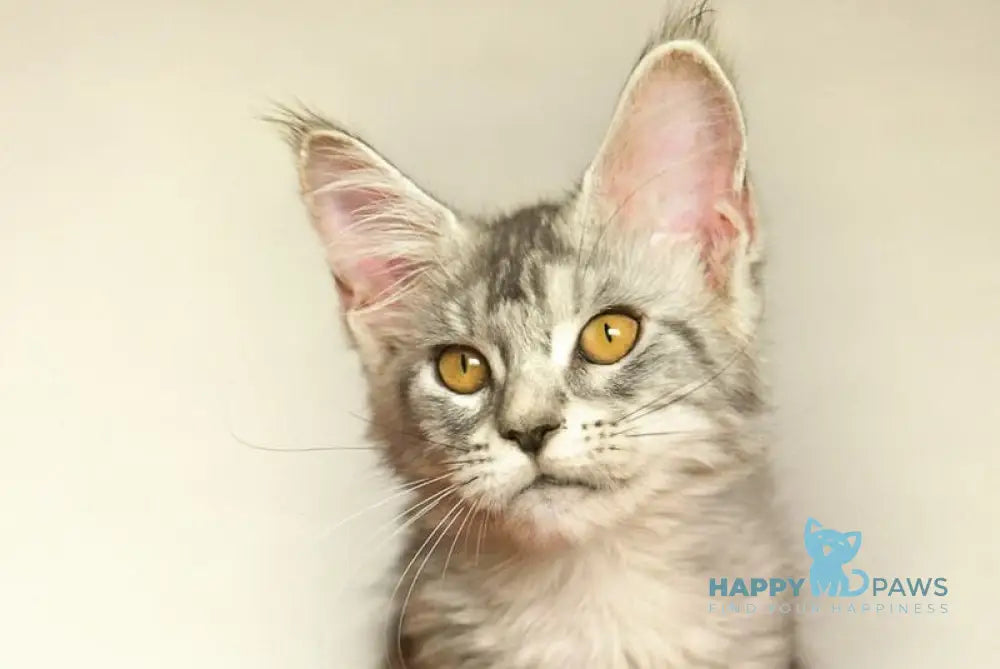 Yasmin Maine Coon female black silver ticked tabby live animals