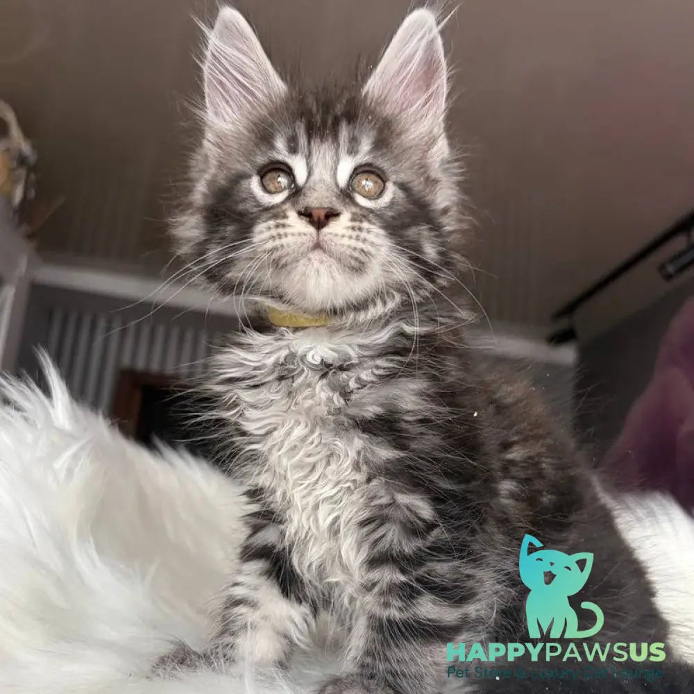 Yasmin Maine Coon male black silver tabby - live animals