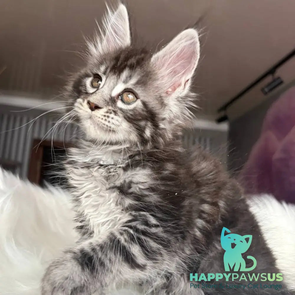 Yasmin Maine Coon male black silver tabby - live animals