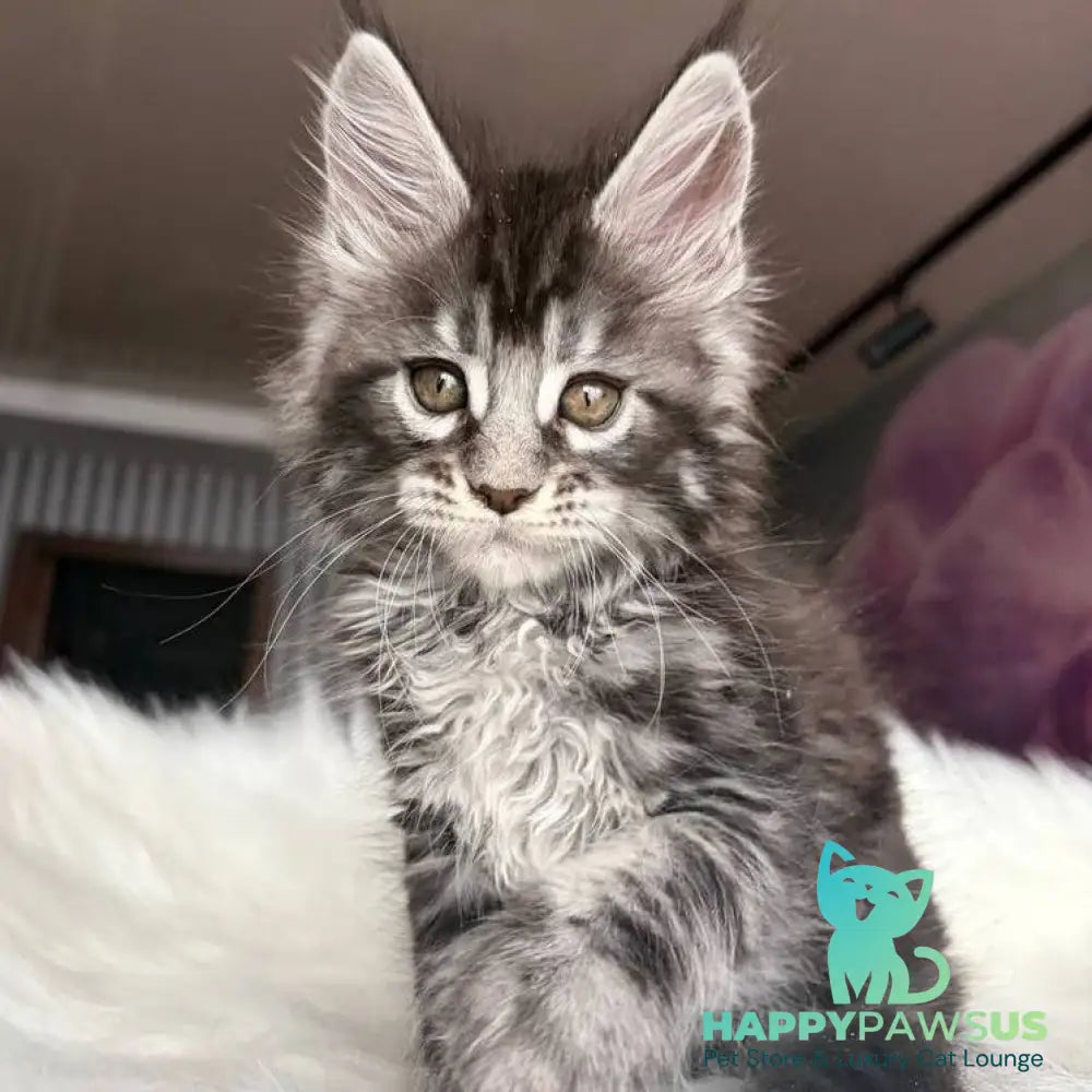 Yasmin Maine Coon male black silver tabby - live animals